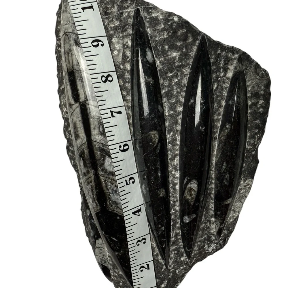 Orthoceras Fossil Sculpture Specimen Plate Plaque Squid Polished 5+ Pound Gem